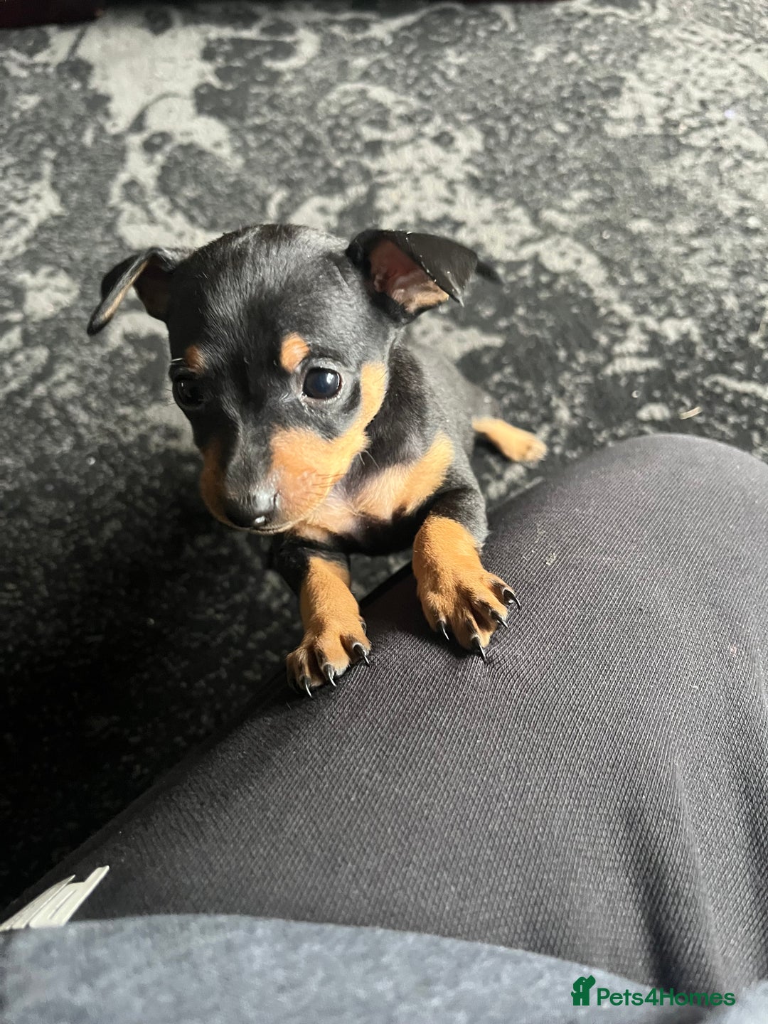 Miniature Pinscher dogs for sale: KC Miniature Pinscher puppies - Image 1