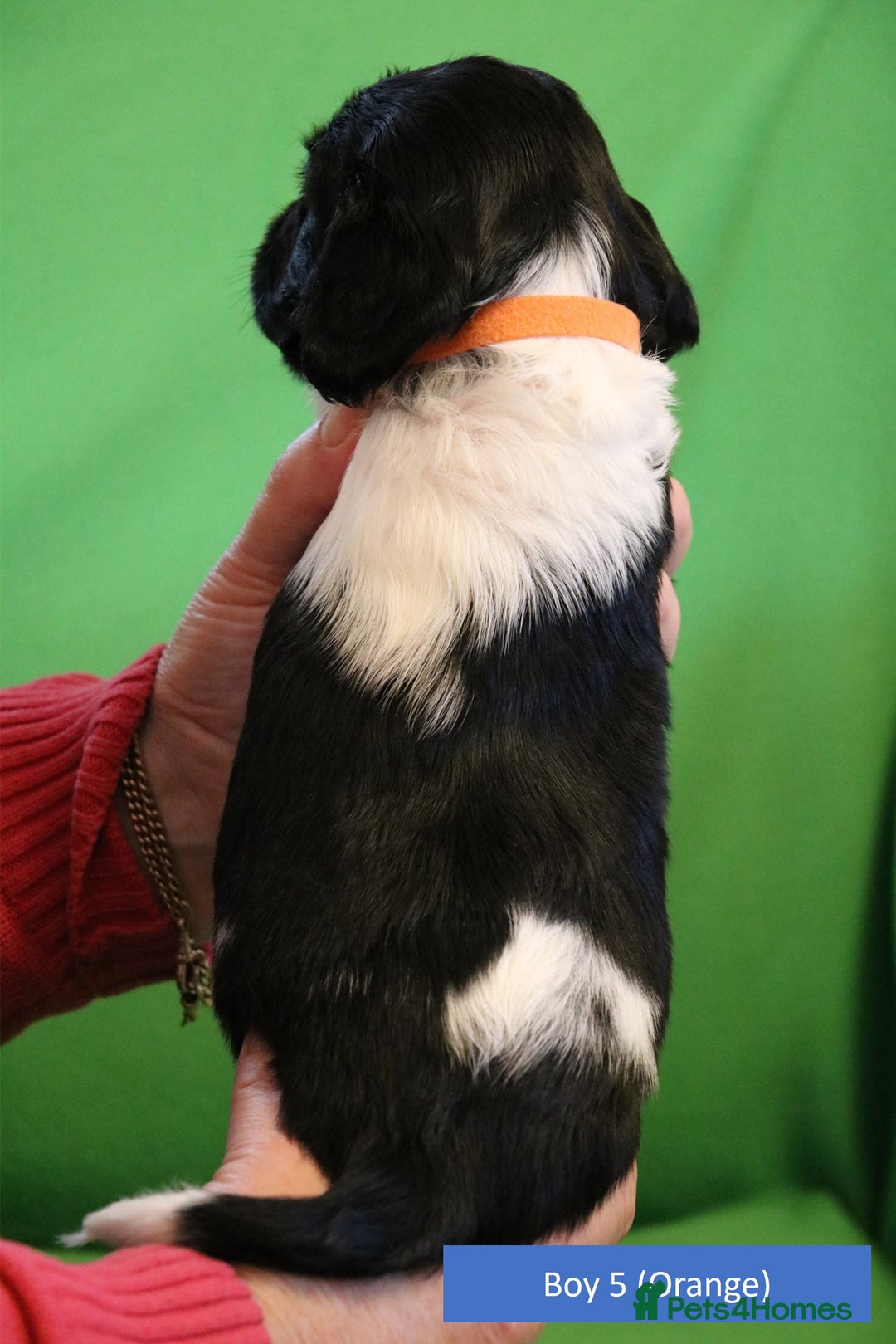 English Springer Spaniel dogs for sale: Health Tested English Springer Spaniel Puppies - Advert 12