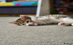 Domestic Shorthair cats for sale: Beautiful Girl Kitten ready to leave - Image 3