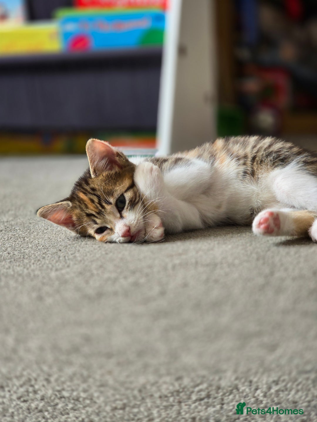 Domestic Shorthair cats for sale: Beautiful Girl Kitten ready to leave - Image 3