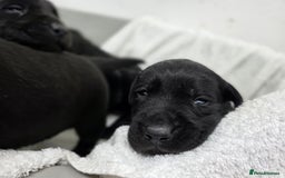 Labrador Retriever dogs for sale: 🐾 Adorable Black Labrador Puppies Ready Soon 🖤🐾 - Image 12