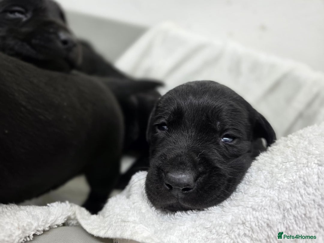 Labrador Retriever dogs for sale: 🐾 Adorable Black Labrador Puppies Ready Soon 🖤🐾 - Image 12