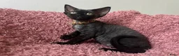 Devon Rex cats for sale:  Pedigree BEAUTIFUL DEVON REX kittens ✨ - Advert 8