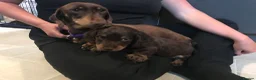 Miniature Dachshund dogs for sale: Bruno  - Advert 11
