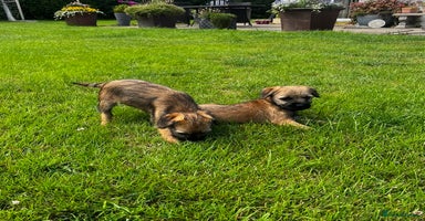 Border Terrier dogs - Advert 4