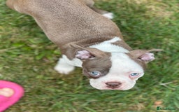Boston Terrier dogs for sale: 2 females left !!!!!!! - Image 10