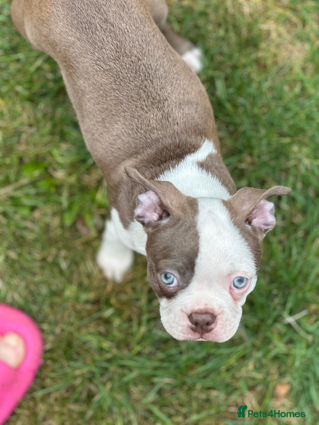 Boston Terrier dogs for sale: 2 females left !!!!!!! - Image 10