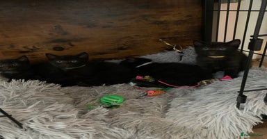 Russian Blue cats - Advert 9