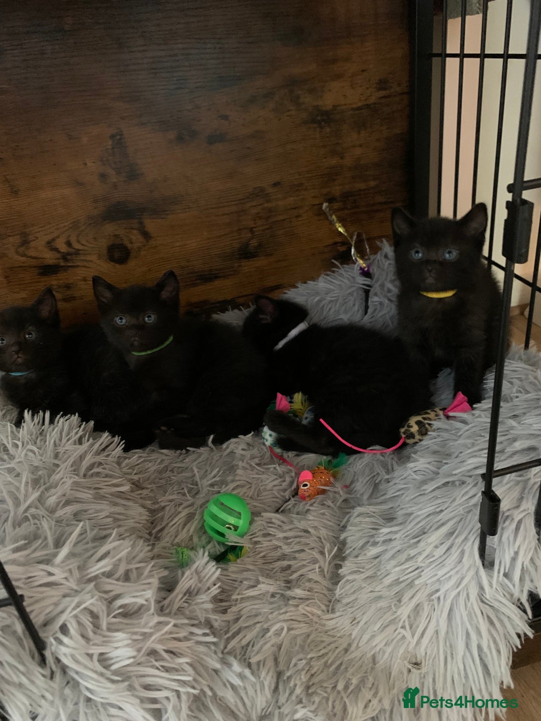 Russian Blue cats for sale: Beautiful Russian Blue x kittens READY NOW - Image 2
