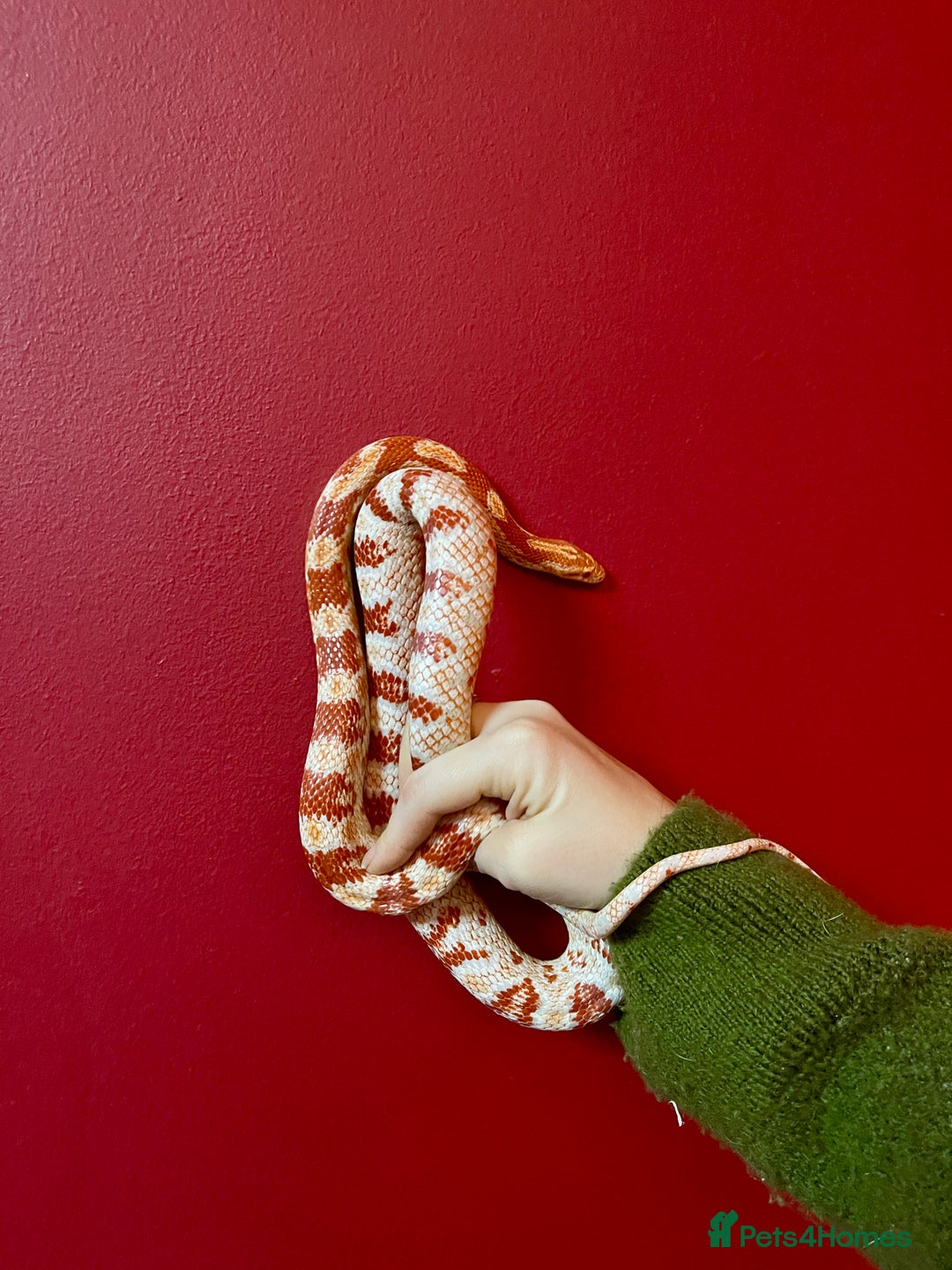 Corn Snake reptiles for sale: Beautiful two year old corn snake for sale  - Advert 4