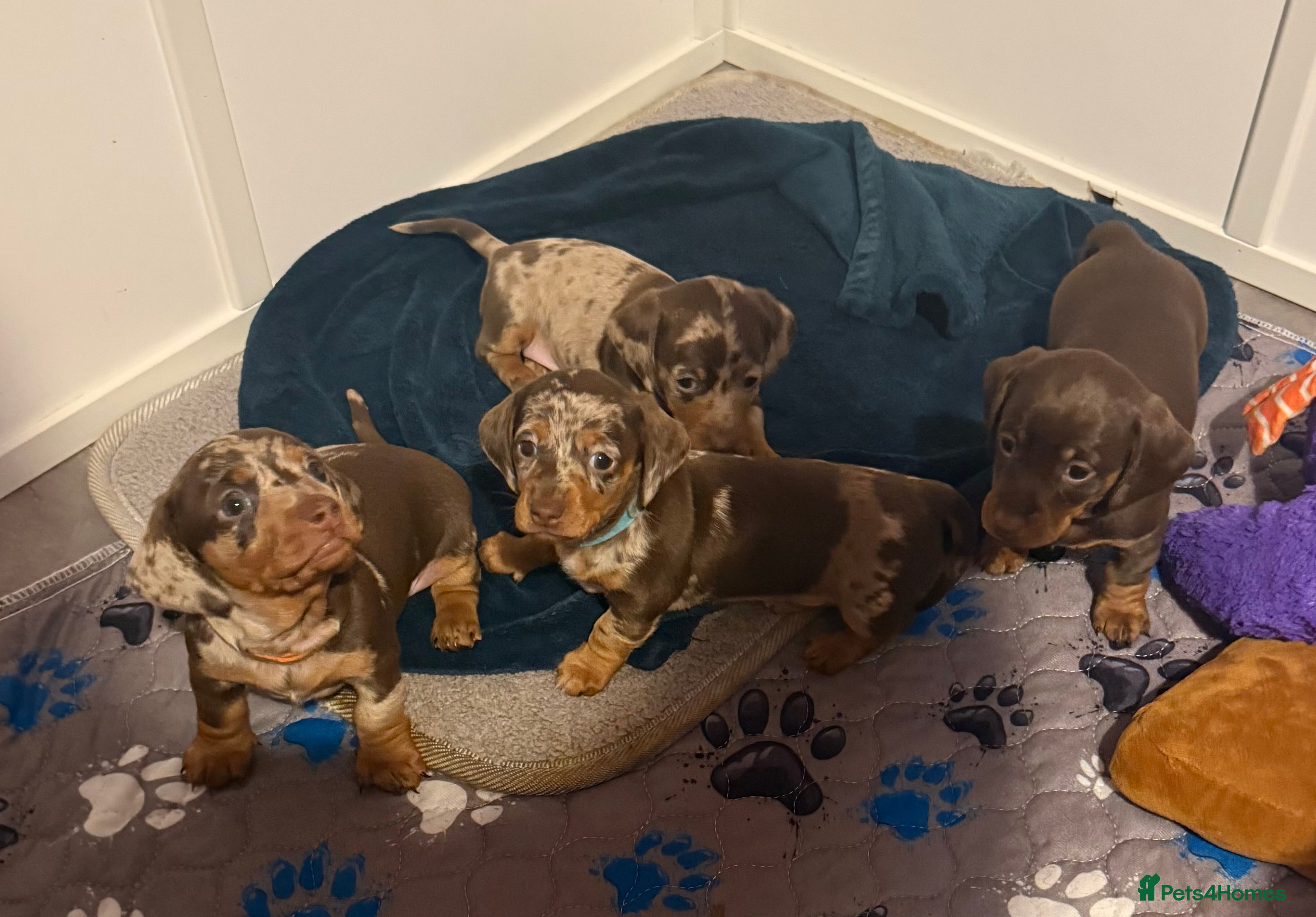 Miniature Dachshund dogs Chocolate & Dapple KC Smooth Miniature Dachshunds - Advert 1