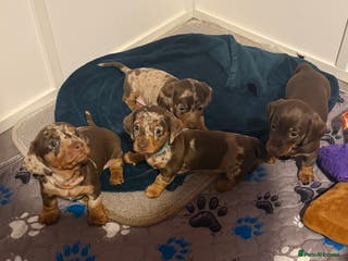 Miniature Dachshund dogs Chocolate & Dapple KC Smooth Miniature Dachshunds - Advert 1
