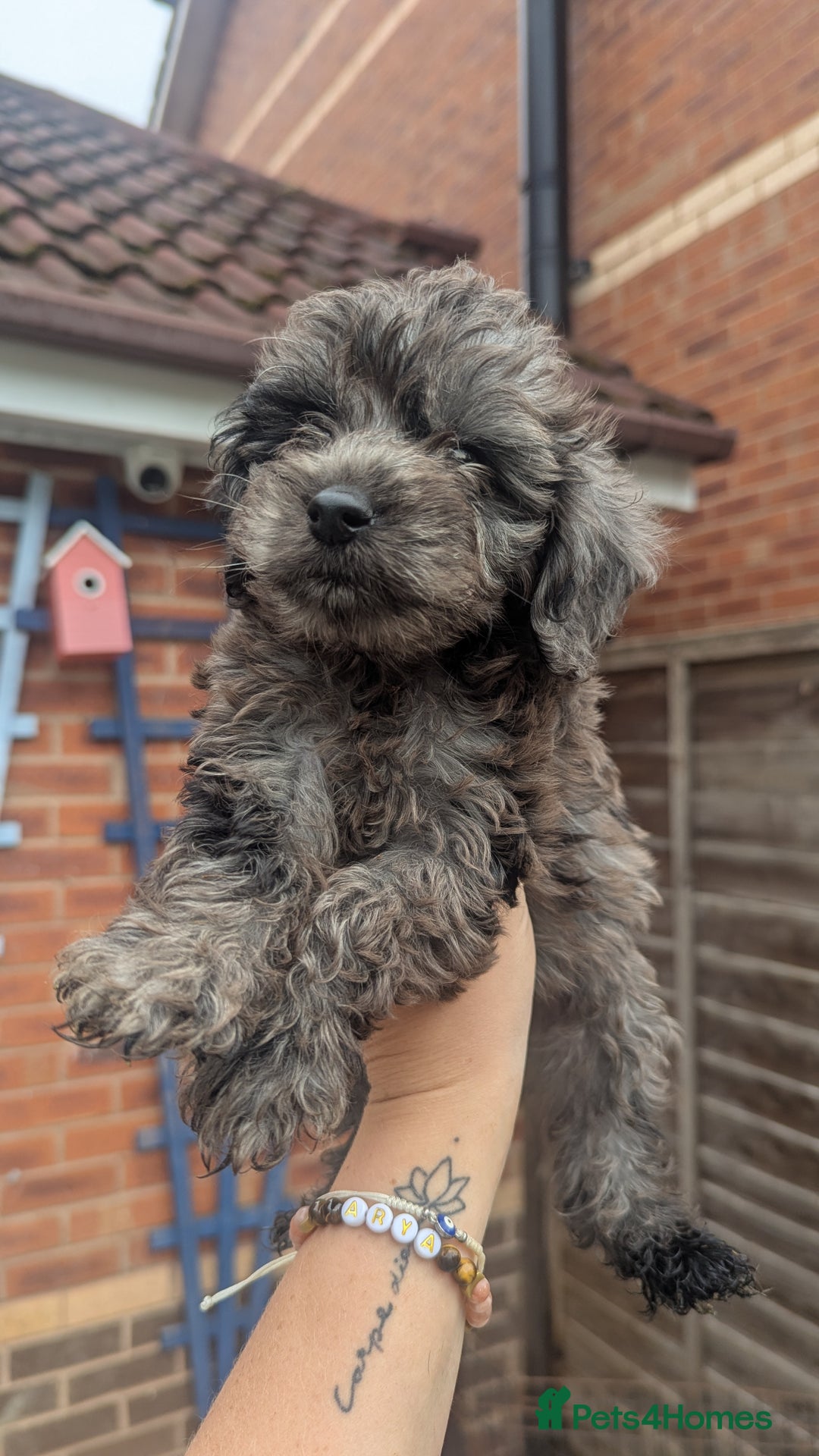 Cockapoo dogs for sale: Cockapoo Puppies (TOY) - Image 31
