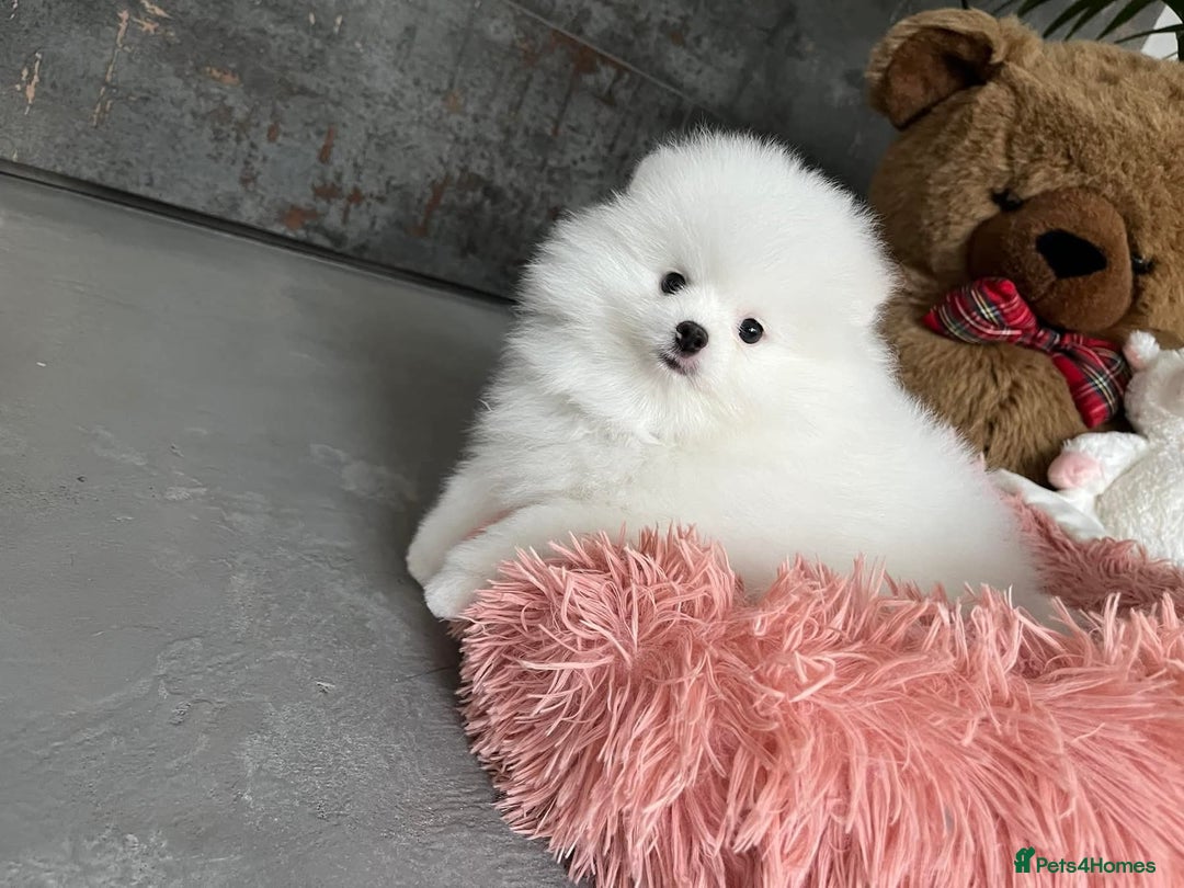 Pomeranian dogs for sale: Beautiful Pomeranian Puppies - Image 7