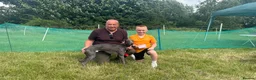Whippet dogs for stud: KC Pedigree blue whippet - Advert 6