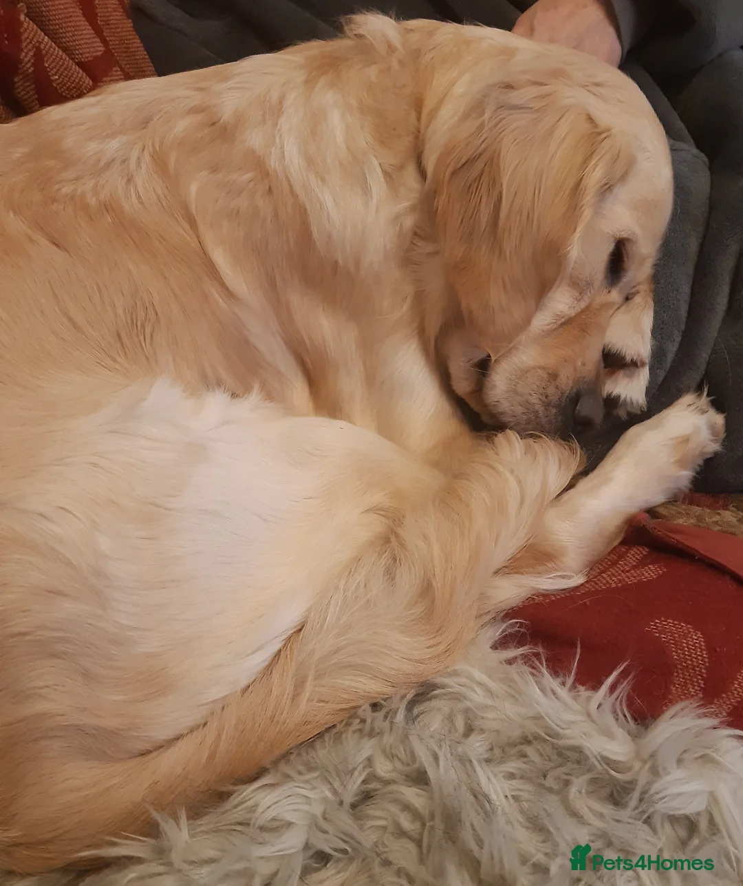 Golden Retriever dogs for stud: exceptional PROVEN dog available for stud  in Northwich - Advert 21