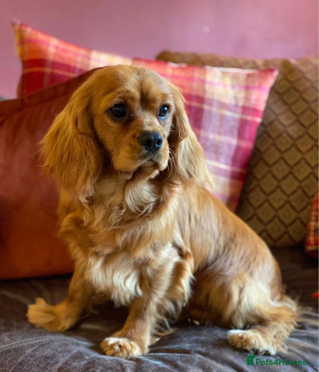 Cavalier King Charles Spaniel dogs for sale: Kc Cavalier King Charles Spaniel pups DNA tested  - Image 13