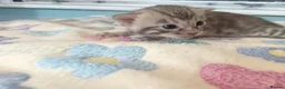 Bengal cats for sale: F6 TICA RG BENGALS  - Advert 7