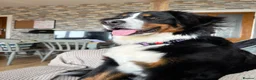Bernese Mountain Dog dogs for sale: Kiara 11 month old Female Bernese Mountain Dog - Advert 6