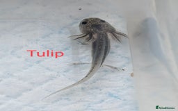 Axolotl reptiles for sale: *reduced*Rare Baby Lavender and wild type axolotl  - Image 2