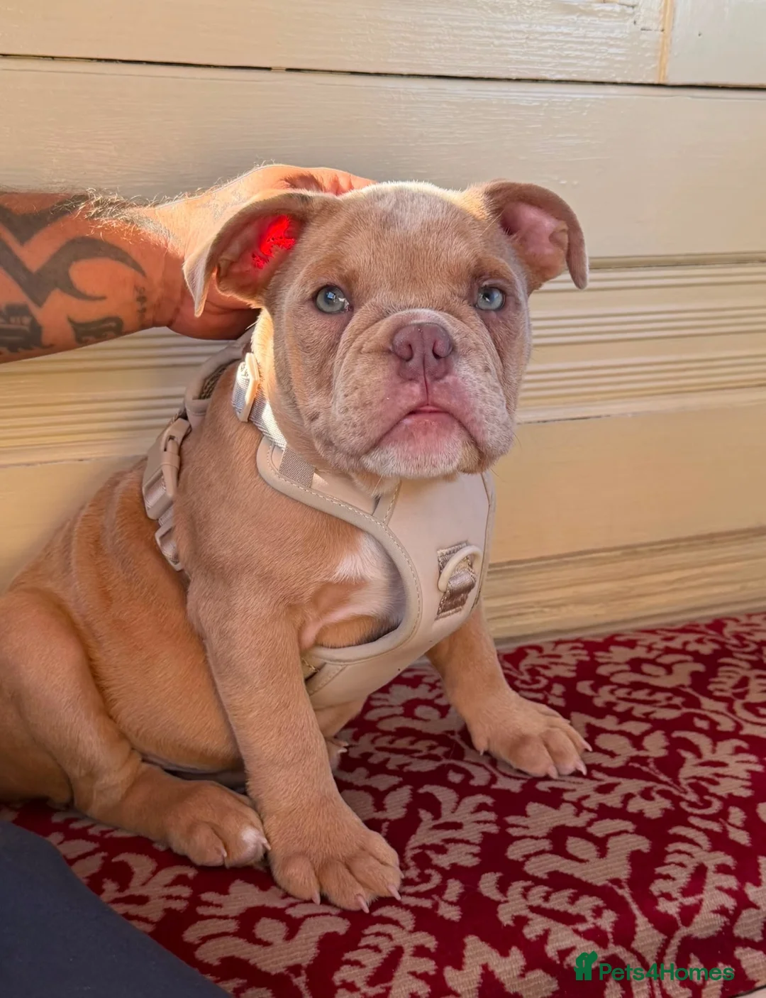 English Bulldog dogs for sale: Cooper in Gosport - Advert 1