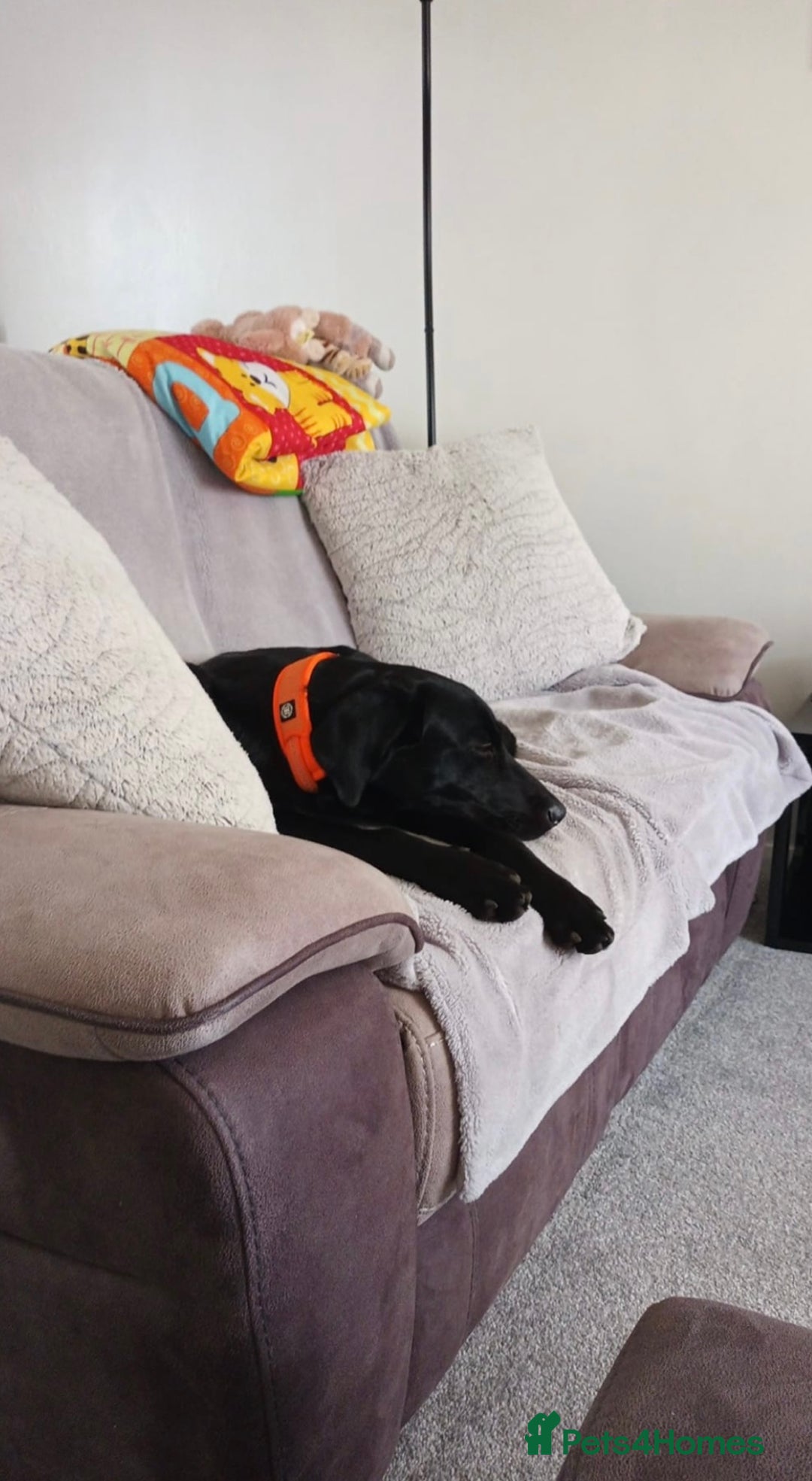 Labrador Retriever dogs for sale: Beautiful Lab looking for forever home - Image 1