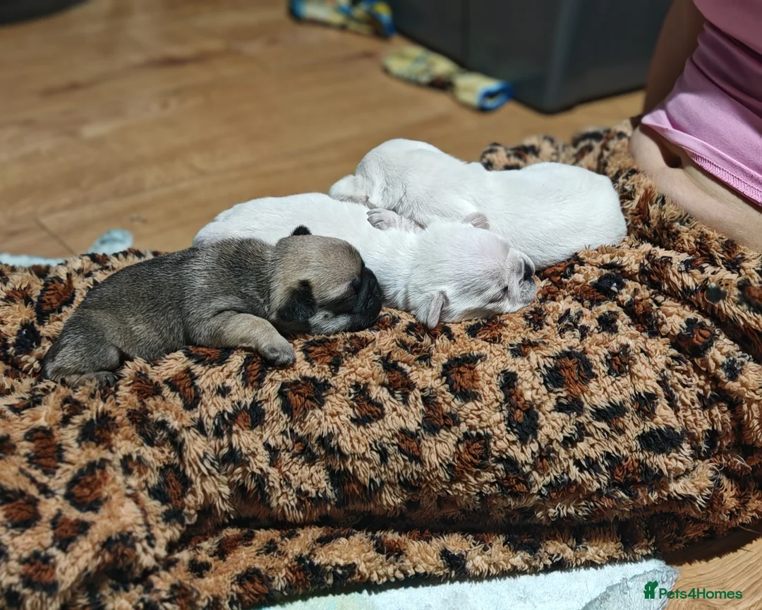 Frug dogs for sale: Frug puppies  - Advert 6