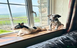 Jack Russell dogs for sale: Magi 4 yr old needs a loving new home - Image 4