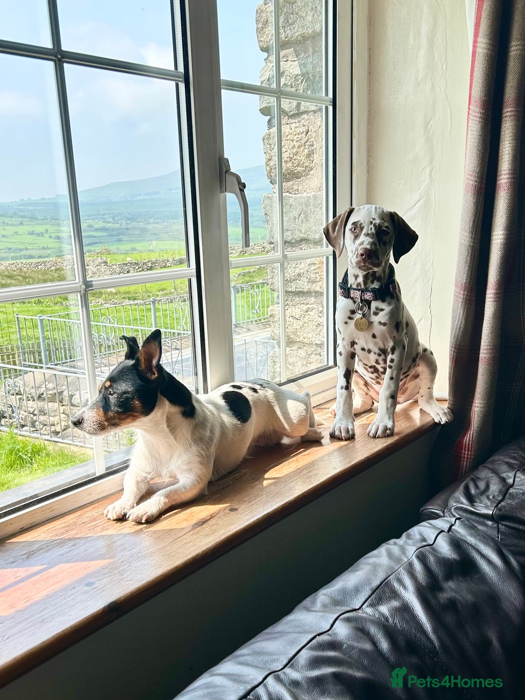 Jack Russell dogs for sale: Magi 4 yr old needs a loving new home - Image 4