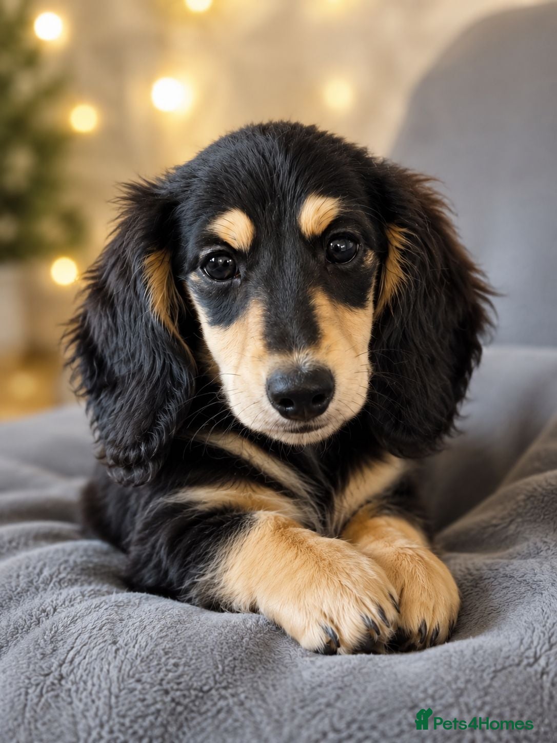 Miniature Dachshund dogs Last Wonderful KC Reg.MiniatureLH Dachshund Puppy  - Advert 13
