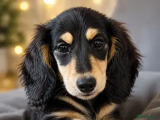 Miniature Dachshund dogs Last Wonderful KC Reg.MiniatureLH Dachshund Puppy - Advert 13