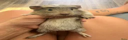 Guinea Pig rodents for sale: Last 4 left, next litter ready to leave 13th july - Advert 14