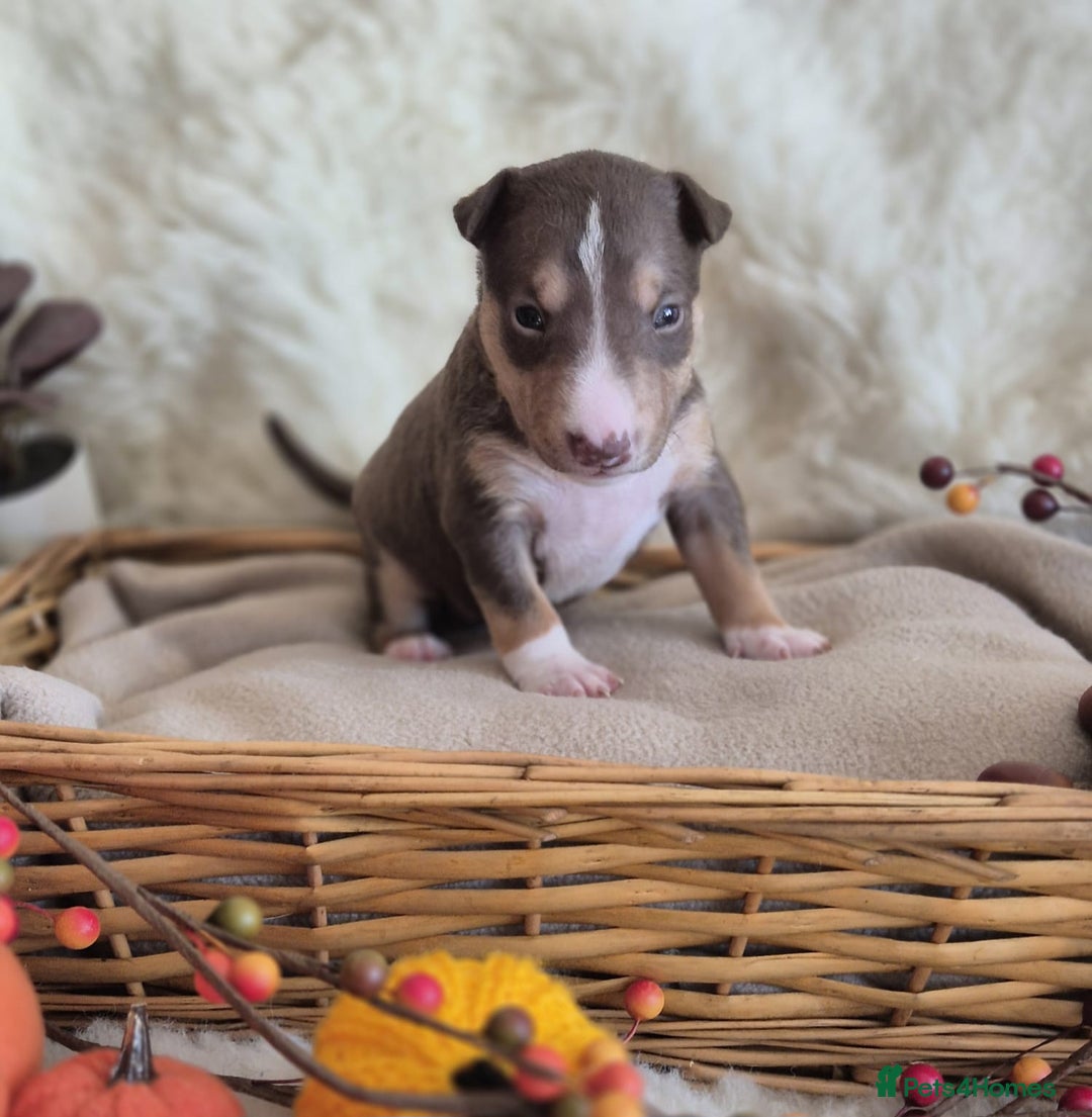 Miniature Bull terrier dogs for sale: 🐾 Exclusive Miniature Bull Terrier Puppies 🐾 - Image 15