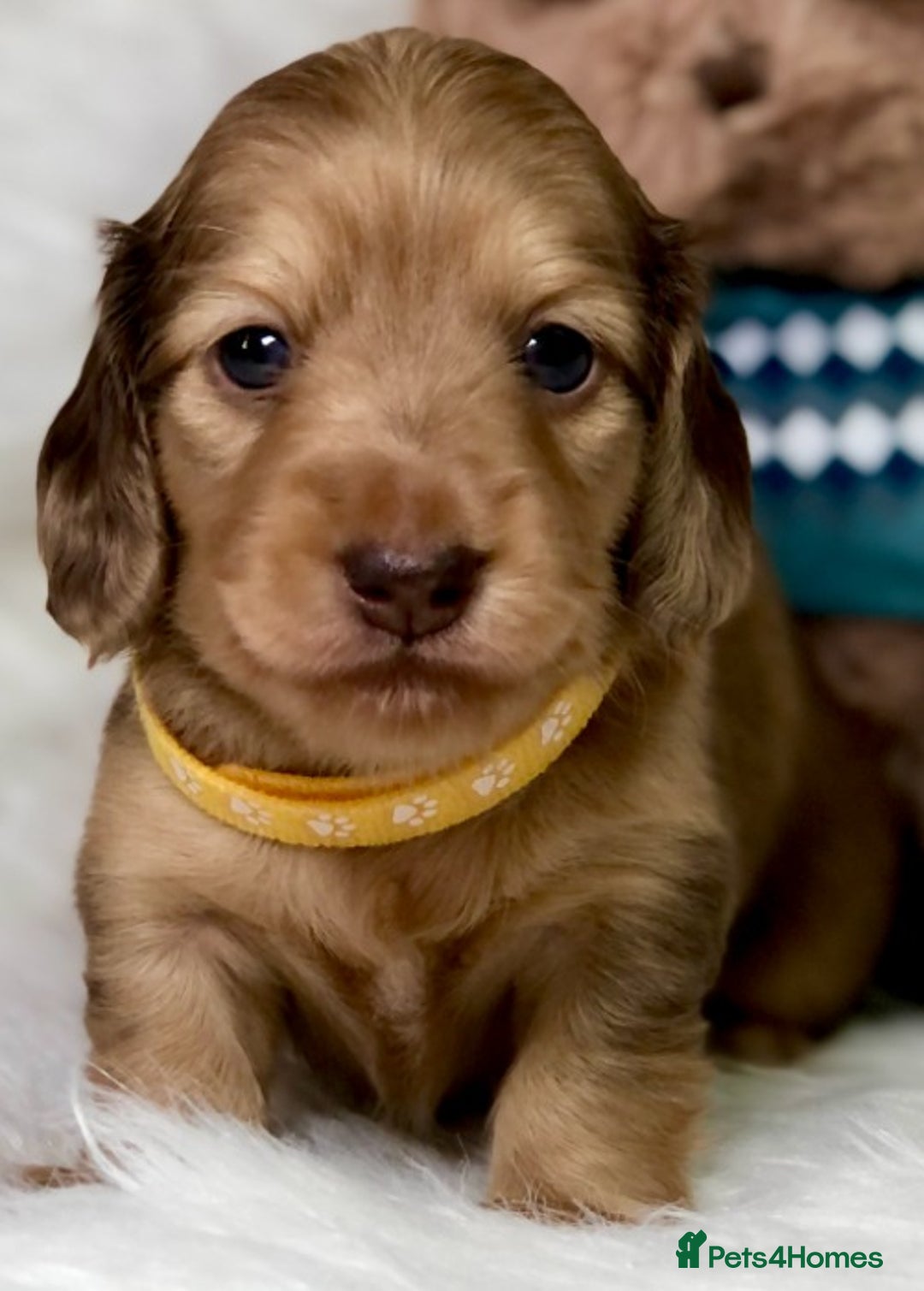Miniature Dachshund dogs for sale: Cream Miniature Long-Haired Dachshund Puppies! - Image 7