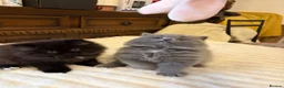 British Longhair cats for sale: Adorable British Long Hair Kittens (Girl & Boy)  - Advert 17