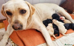 Labrador Retriever dogs for sale: Beautiful lab female puppy  - Image 21