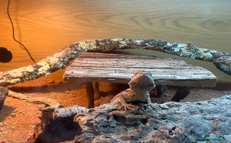 Bearded Dragon reptiles - Advert 1
