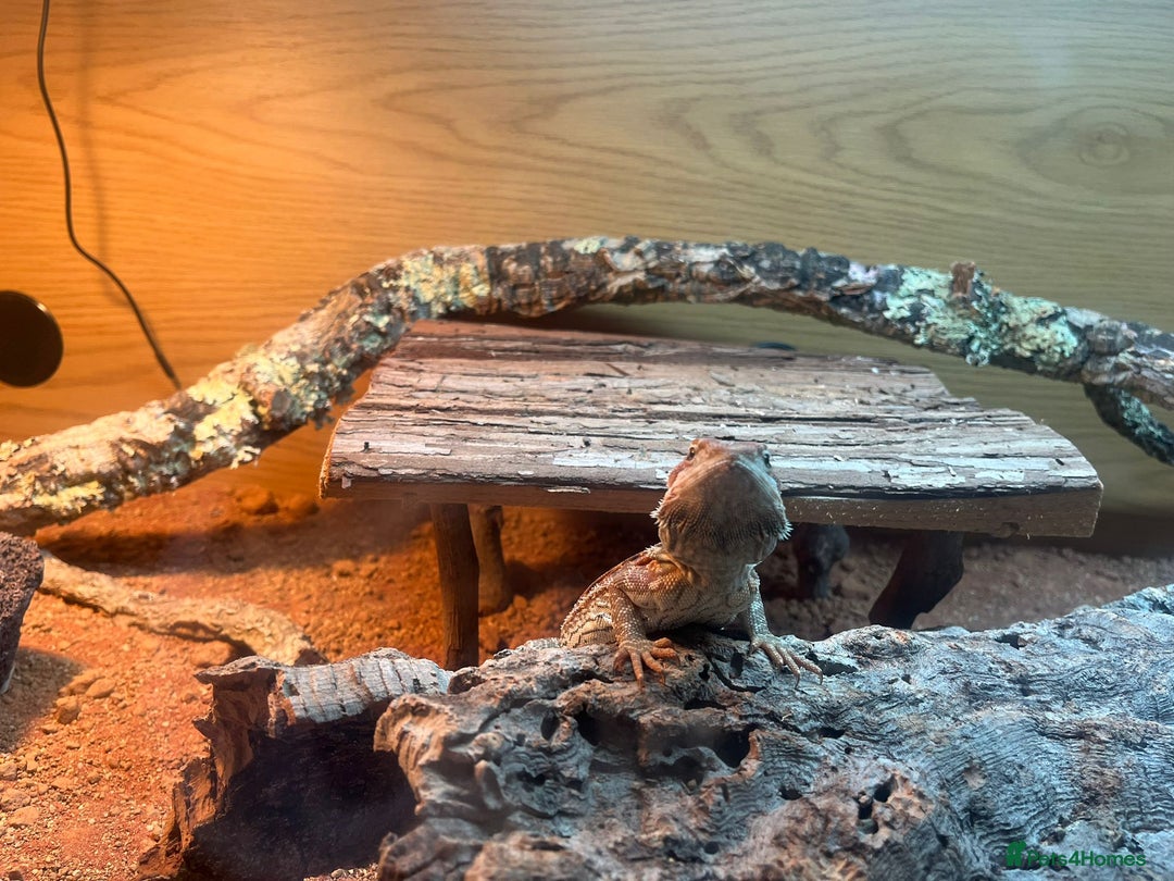 Bearded Dragon reptiles for sale: Red leatherback bearded dragon with vivarium - Image 1