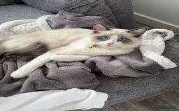Ragdoll cats for sale: Bambi (female ragdoll) REDUCED  - Image 1