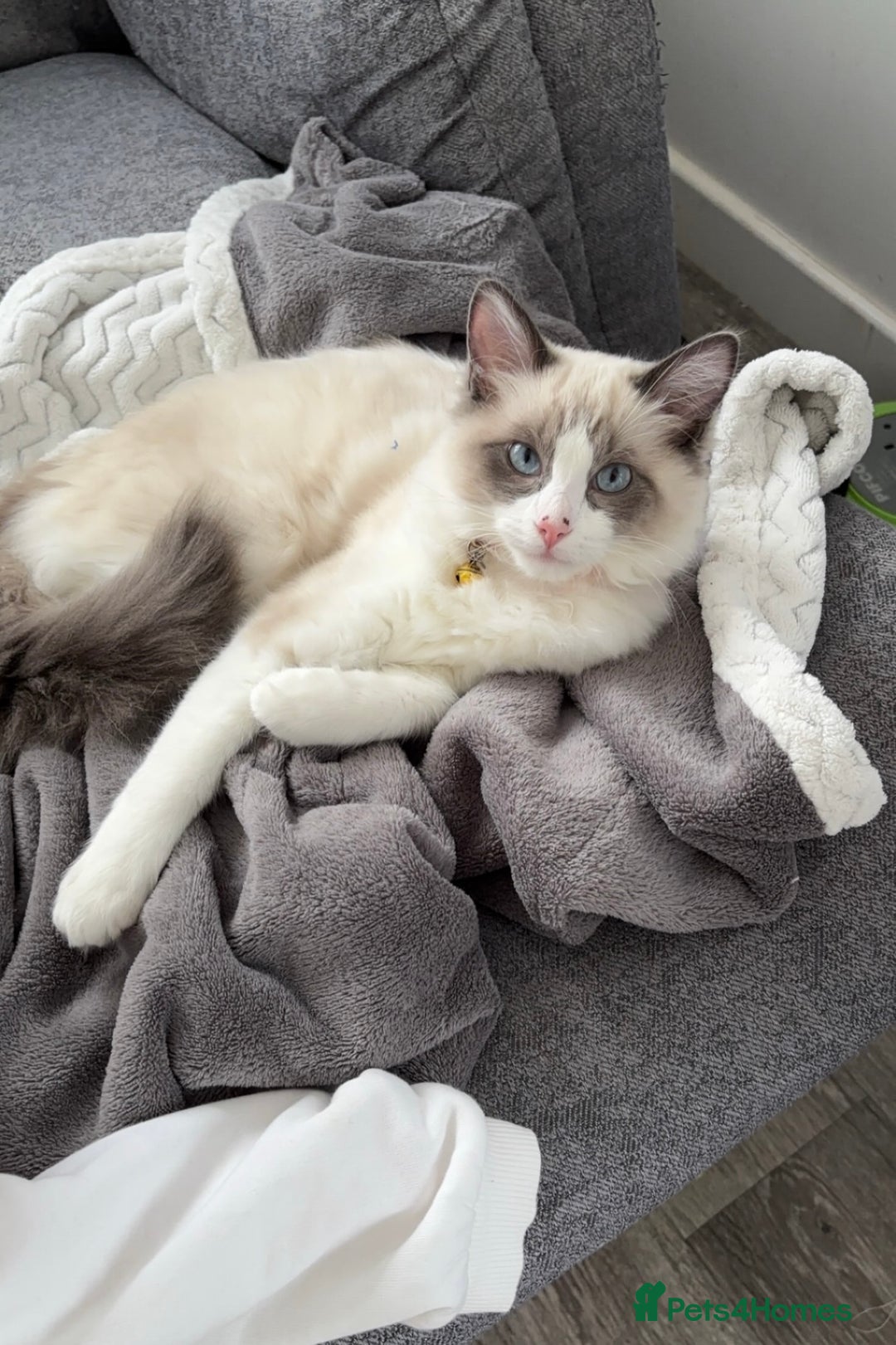 Ragdoll cats for sale: Bambi (female ragdoll) REDUCED  - Image 1
