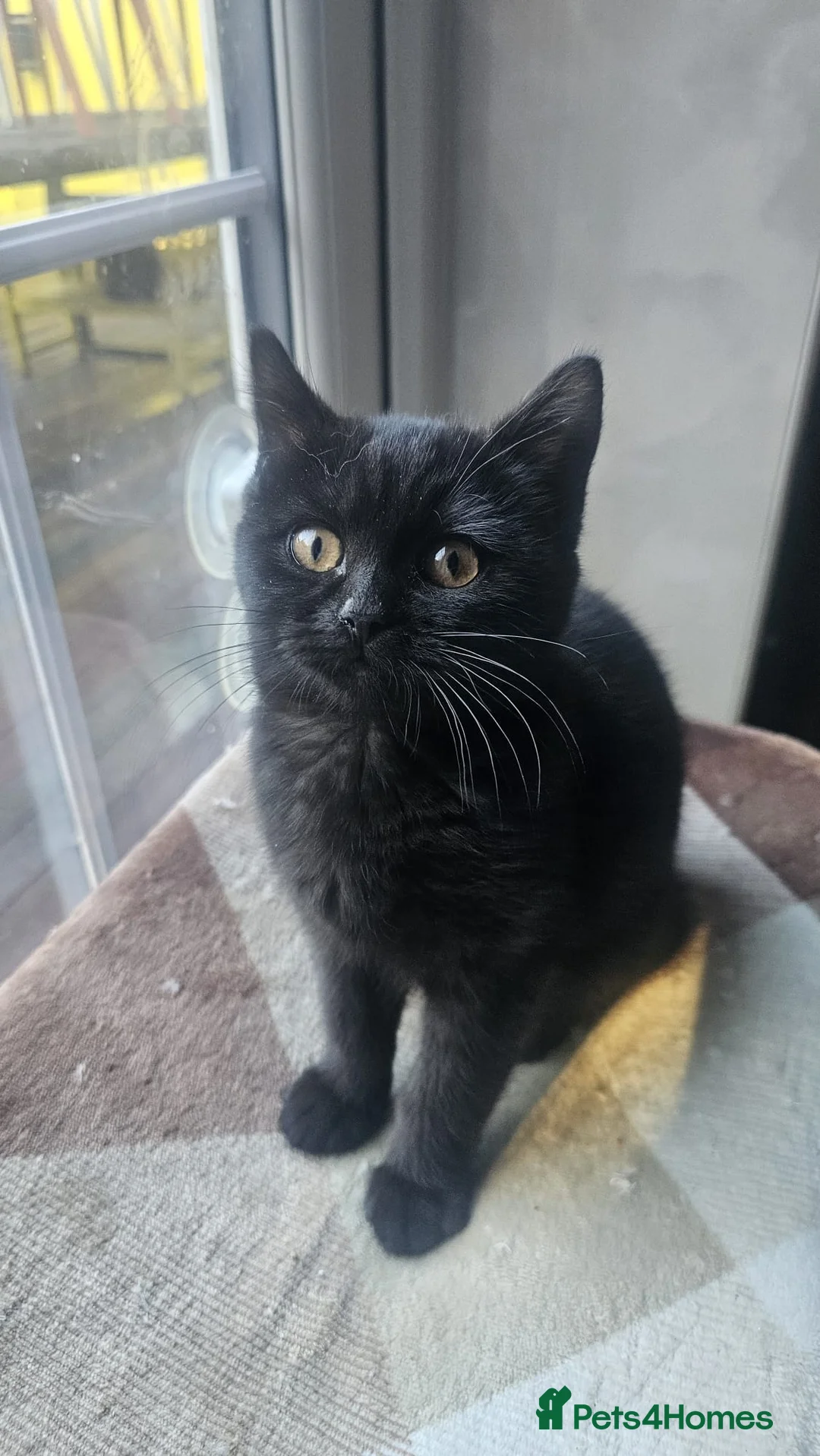 British Shorthair cats for sale: Gorgeous British Shorthair Kittens Ready Now! - Advert 15