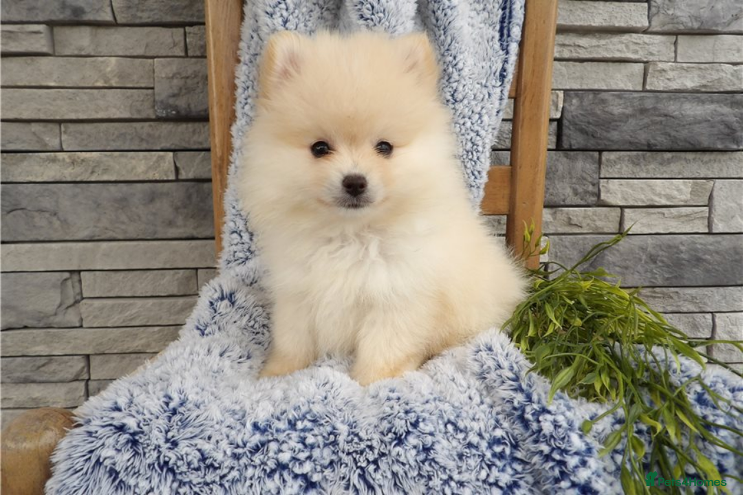 Pomeranian dogs for sale: Beautiful Champion Pomeranian Puppies – Ready Now - Image 10