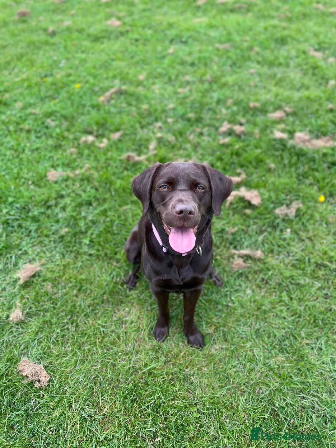 Labrador Retriever dogs for sale: Chocolate female Labrador  - Advert 9