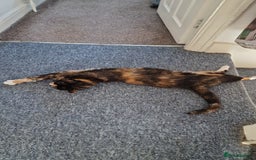 British Shorthair cats for sale: Cat for adoption  - Image 3