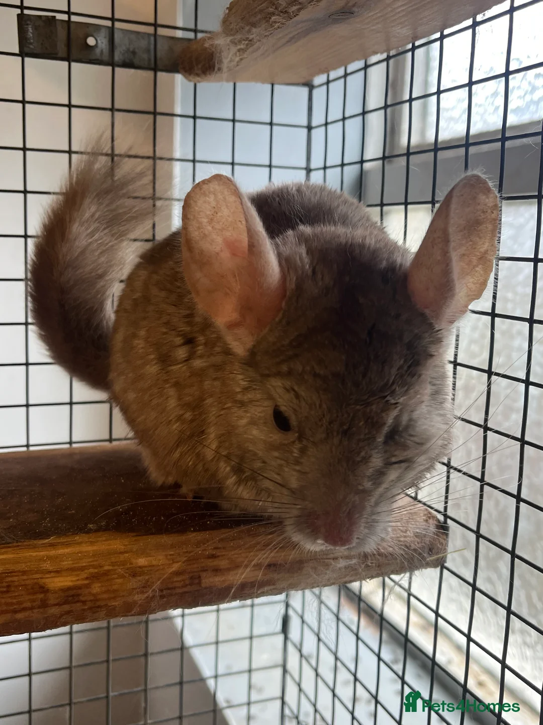 Chinchilla rodents for sale: Pair of Chinchillas (Gillingham Dorset)  - Advert 11