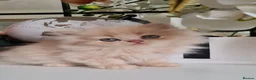 Persian cats for sale: Persian kittens  - Advert 12