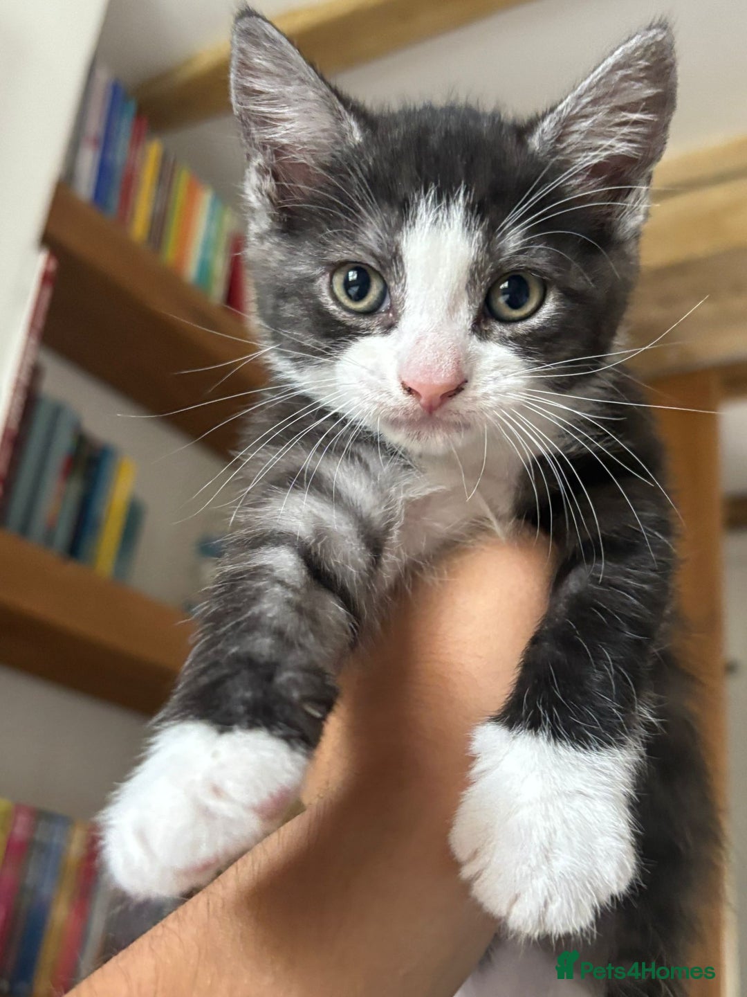 Maine Coon cats for sale: Maine Coon Mix Kittens - Image 2