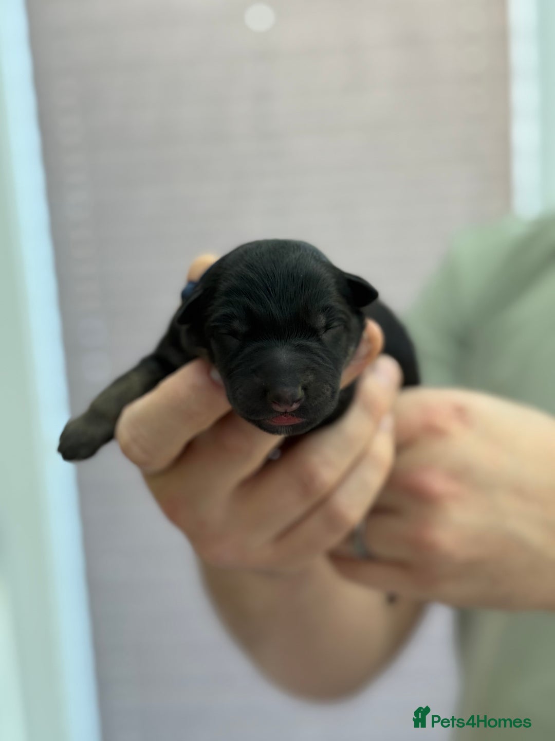 German Shepherd dogs for sale: German Shepherd Puppies  - Image 14