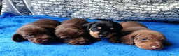 Dachshund dogs for sale: MINI WIRE DAXI KC REG LAFORA CLEAR - Advert 5