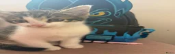 Domestic Shorthair cats for sale: 2 beautiful male kittens  - Advert 3